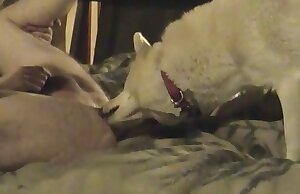 Video khiêu dâm động vật miễn phí này có cảnh một người đàn ông quan hệ tình dục với một con chó